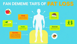 Fat Loss 101: Understanding the Basics of Calories and Macros